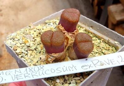 MG 1808 conophytum verrucosum Ex Rave 2014