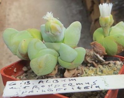 gibbaeum album