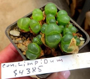 conophytum praesectum SH 385