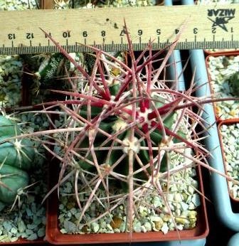 echinocactus parryi прививка