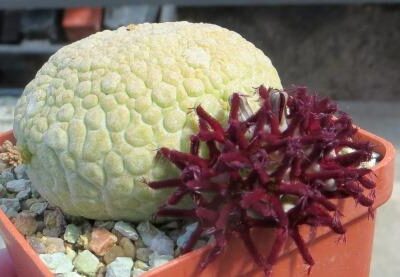 pseudolithos eylensis