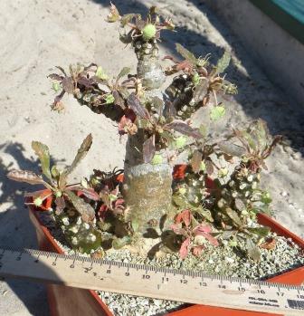 dorstenia foetida aff крупна колекційна