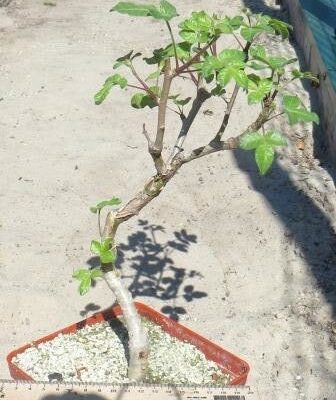 commiphora   spec крупна колекційна