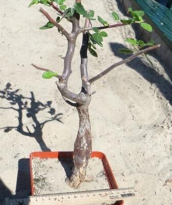 bursera hindsiana крупна колекційна