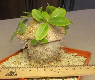 pachypodium brevicaule прививка