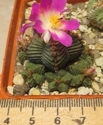 aztekium valdezii own root власне коріння