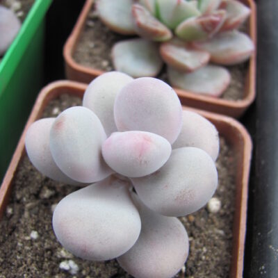 Pachyphytum Pink
