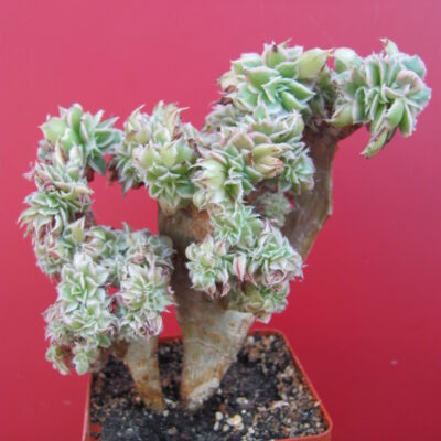 Aeonium  Sunburst cristata