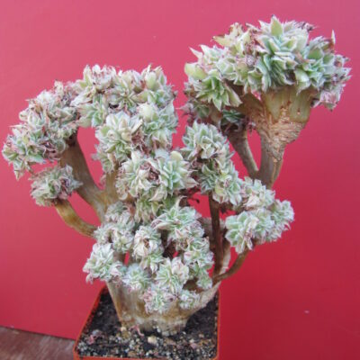 Aeonium Sunburst variegata