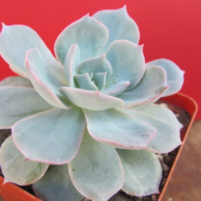 Echeveria subsessilis