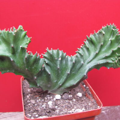 Euphorbia  lactea cristata