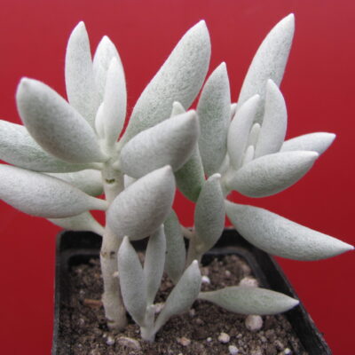Cenecio haworthioides