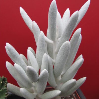 Senecio haworthioides  F2
