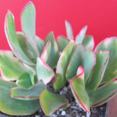 Crassula Blue Bird variegata