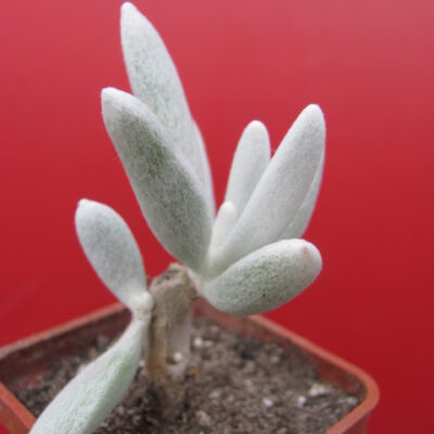Senecio haworthioides   F2