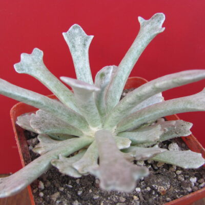 Senecio acoposus addoensis