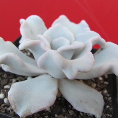 Echeveria Crispate Beauty