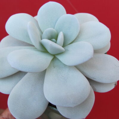 Echeveria Laui