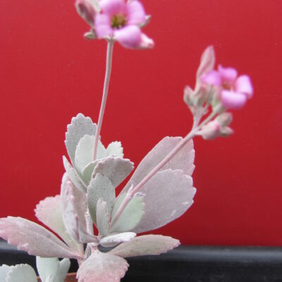 Kalanchoe