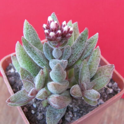 Crassula justy - corderoyi