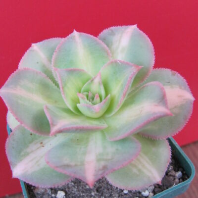 Aeonium Moonburst variegata