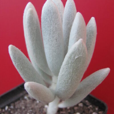 Senecio haworthioides forma