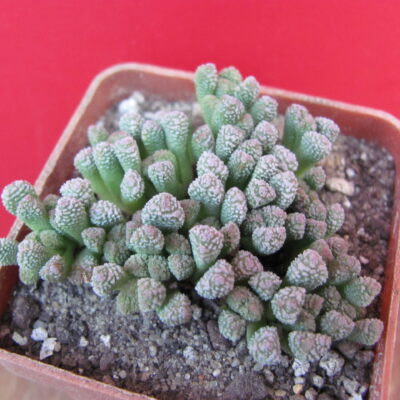 Neohenricia sibbettii