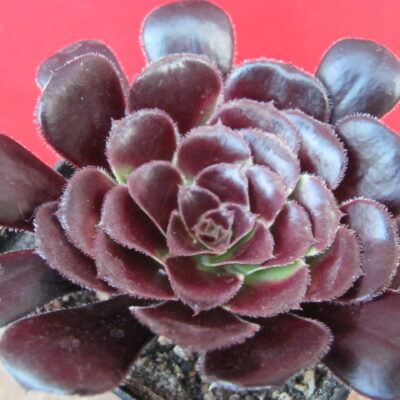 Aeonium  schwarzkopf