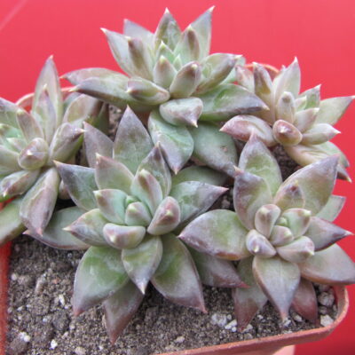Pachyphytum compactum *Purple Diamond* hybr.