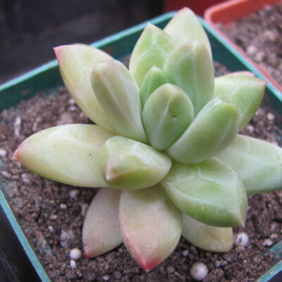 Pachyphytum compactum *Purple Diamond* hybr.