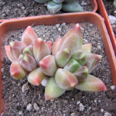 Pachyphytum compactum *Purple Diamond*