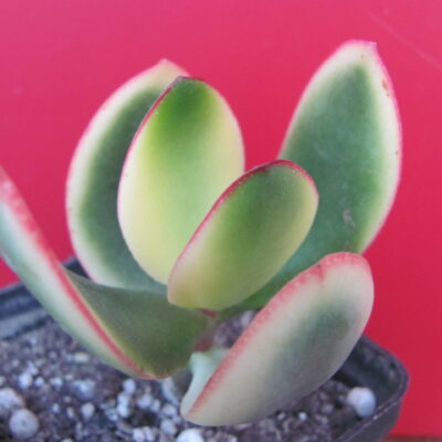 Crassula  *Maruba Nishiki* variegata