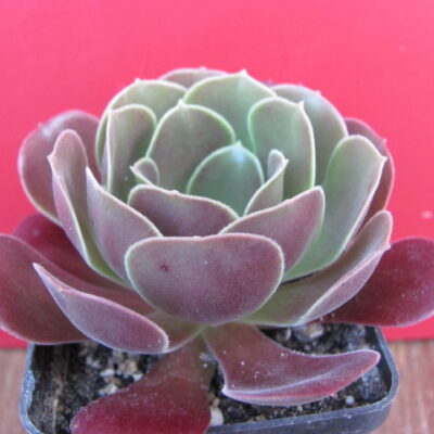 Aeonium Velour