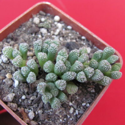 Neohenricia  sibbettii