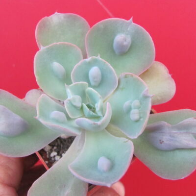 Echeveria *Heart Delight*