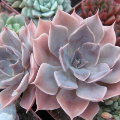 Echeveria *Linda Jane*