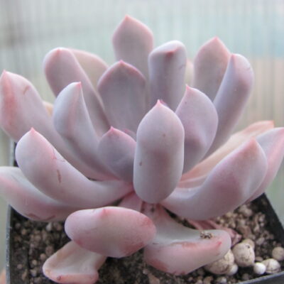 Echeveria Cupid