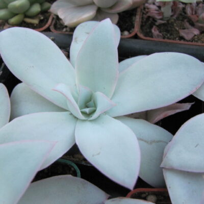 Echeveria cante