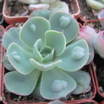 Echeveria Raindrops