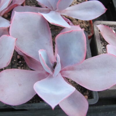 Echeveria afterglow