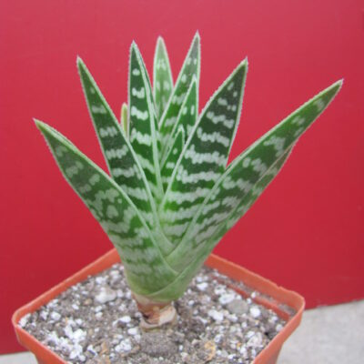 Aloe  variegata