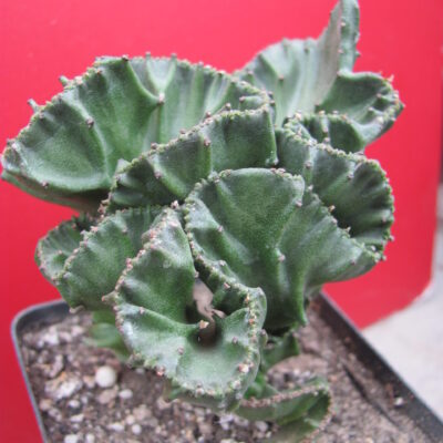 Euphorbia lactea cristata