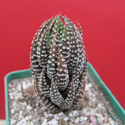 Haworthia reinwardtii addoensis