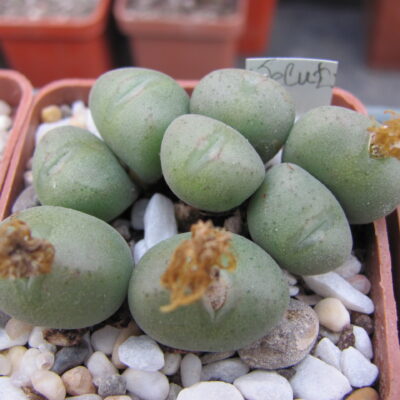 Conophytum  velutinum