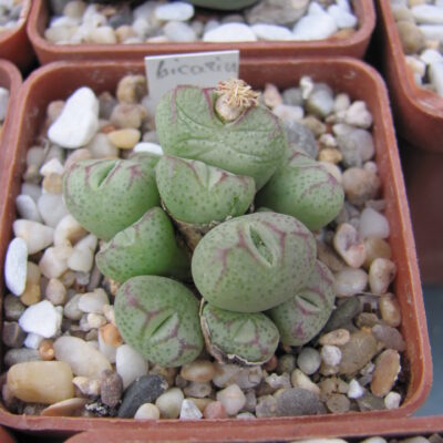 Conophytum bicarinatum