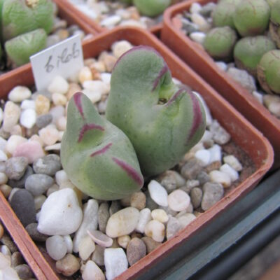 Conophytum bilobum