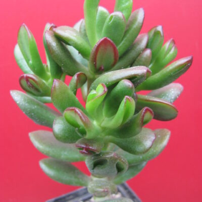 Crassula ovata  *HOBBIT*