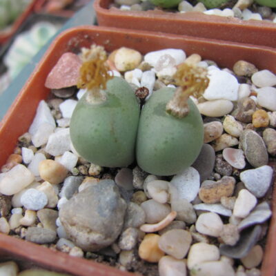 Conophytum velutinum