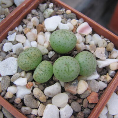 Conophytum jacobsenianum