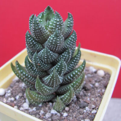 Haworthia reinwardtii